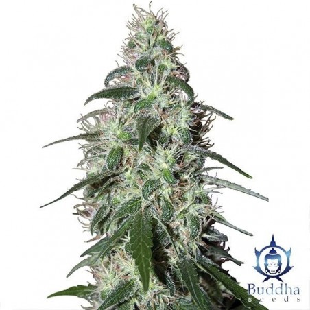 Pulsar marijuana plant
