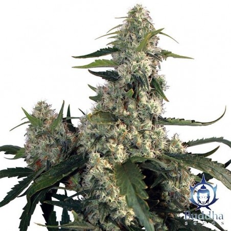 Quasar marijuana plant