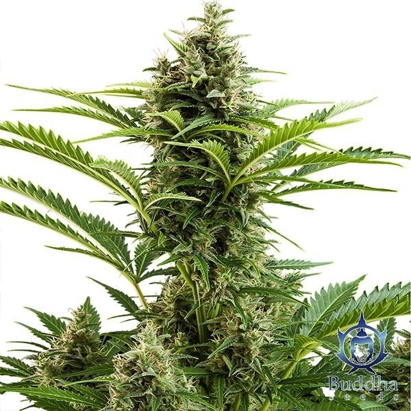 View Vesta Cannabis Plant