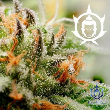 Assorted Auto cannabis plant