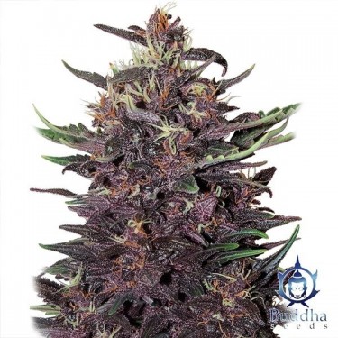 Purple Kush Auto Buddha Seeds