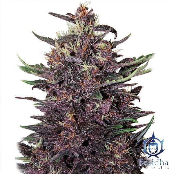 View Purple Kush cannabis plant