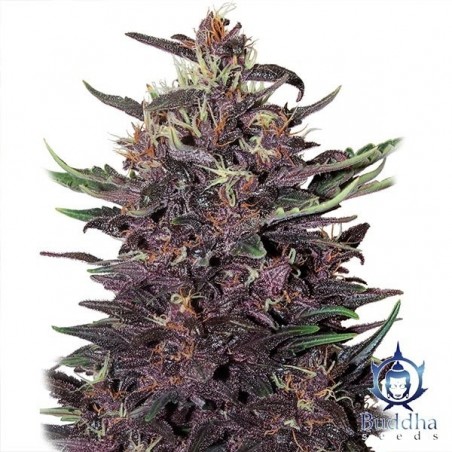 Purple Kush cannabis plant