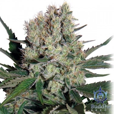Syrup marijuana plant