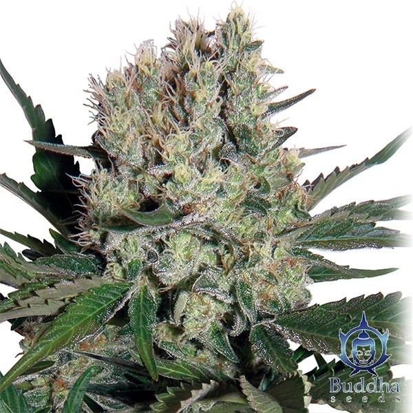 View Syrup marijuana plant
