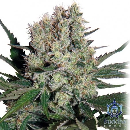 Syrup marijuana plant
