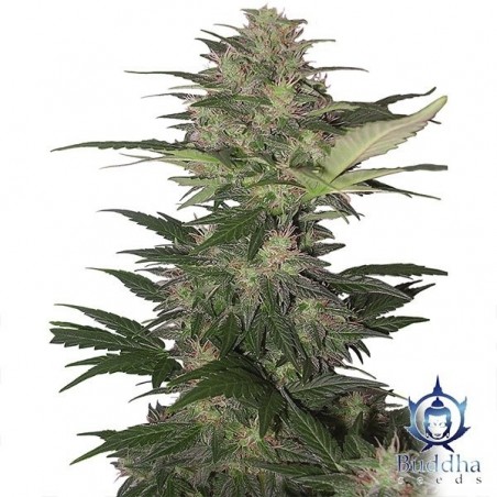 Red Dwarf marijuana plant