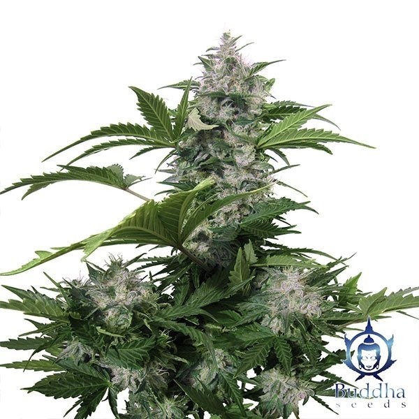 View White Dwarf marijuana plant