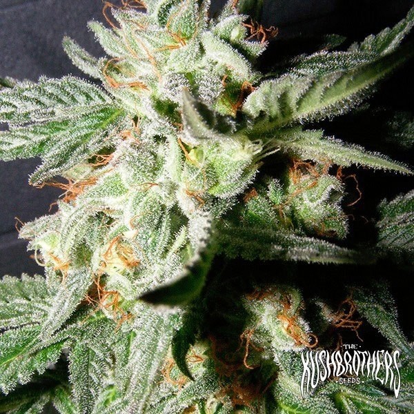View Confidential Medicine Cannabis Plant