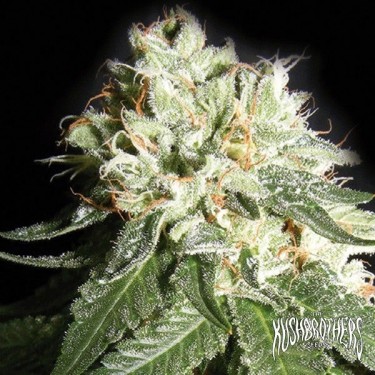 OG Cheese Cannabis Plant