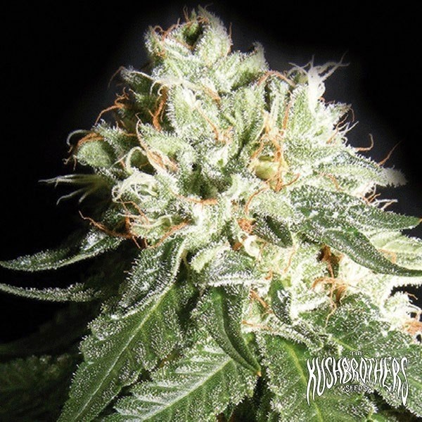 OG Cheese Cannabis Plant