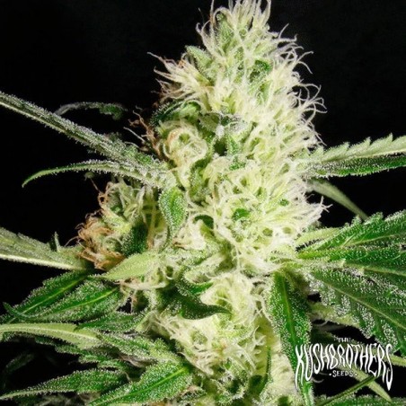 Yellowstone Cannabis Plant