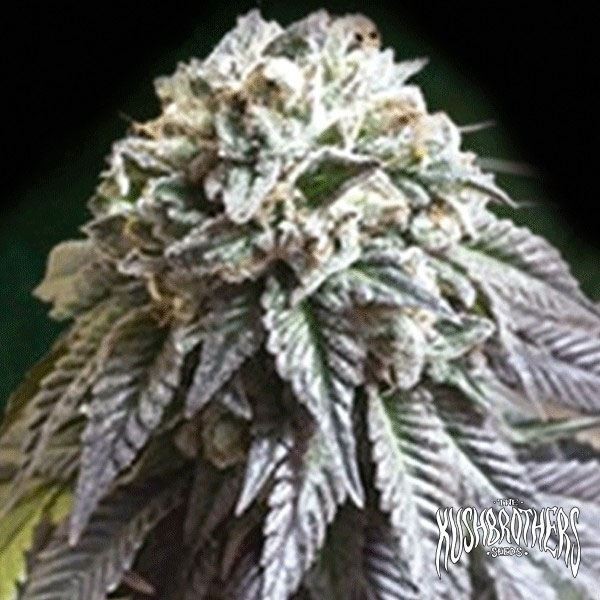 View The Dark Side Cannabis Plant