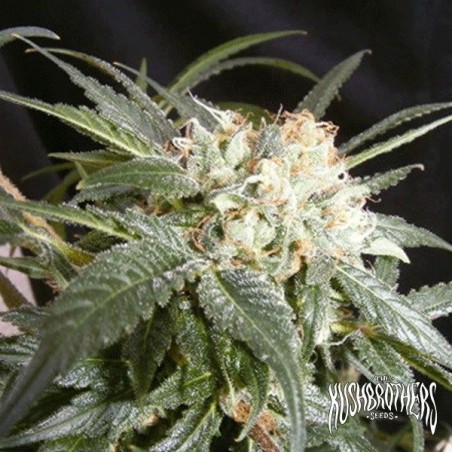Malibu Cannabis Plant
