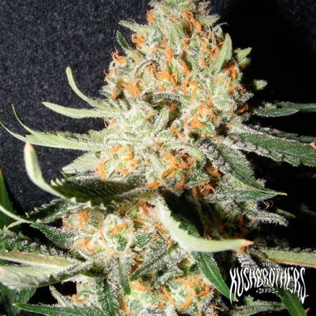 Exotic Kush Cannabis Plant