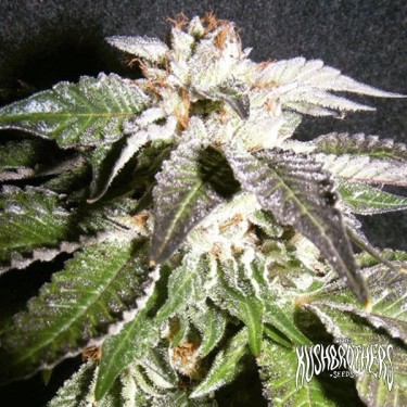 Confidencial OG Cannabis Plant