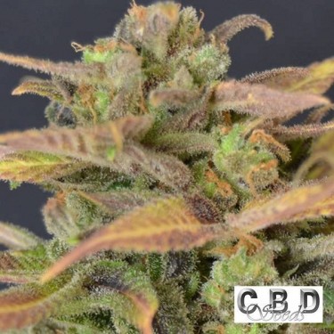Auto Critical cannabis plant