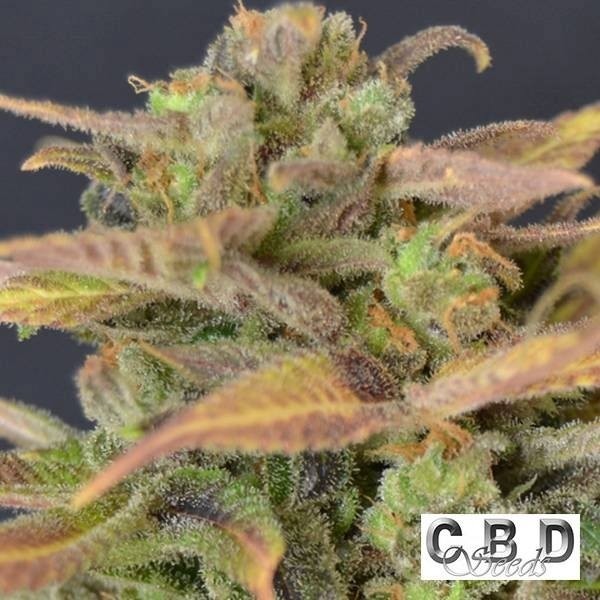 View Auto Critical cannabis plant
