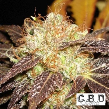 Auto Diesel cannabis plant