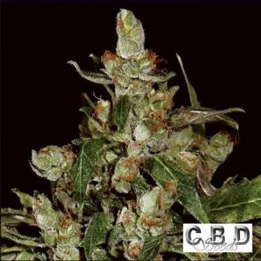 Auto Widow cannabis plant