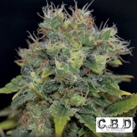 Marijuana plant