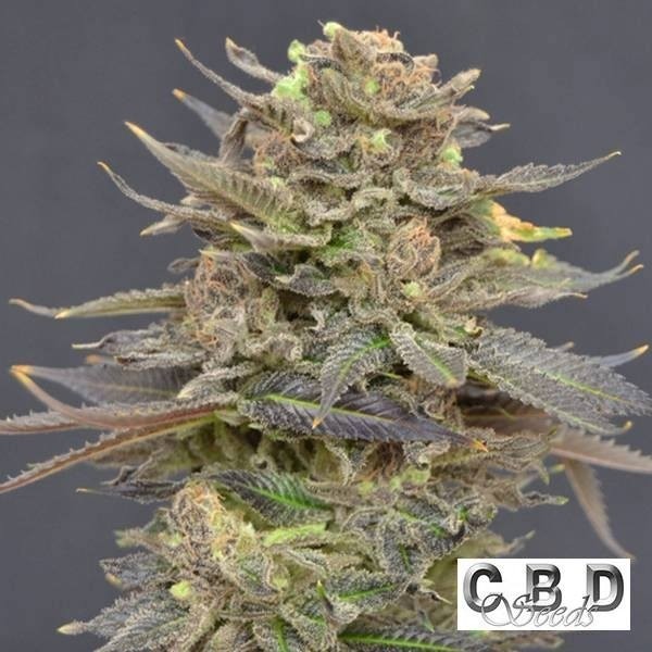 Magma cannabis plant