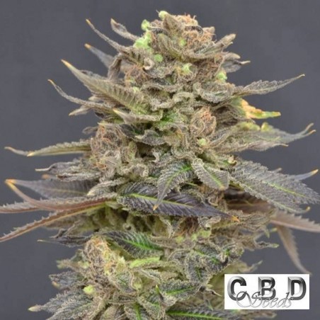Magma cannabis plant
