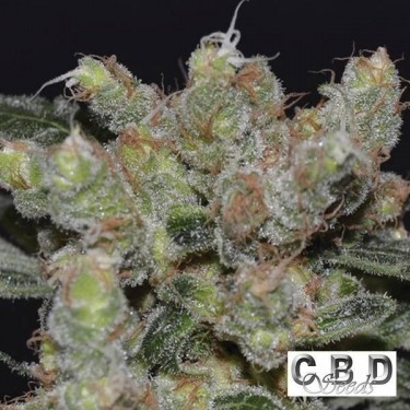 Zen cannabis plant