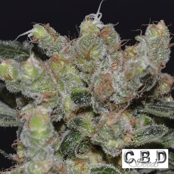 Zen cannabis plant