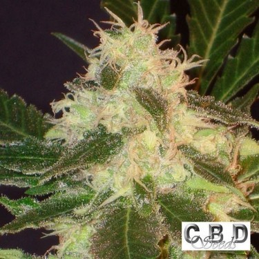 Widow marijuana plant