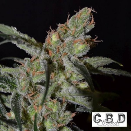 Shark cannabis plants