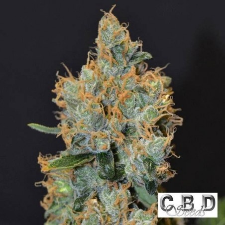 Lavender cannabis plant