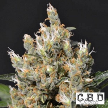 Kali cannabis plant