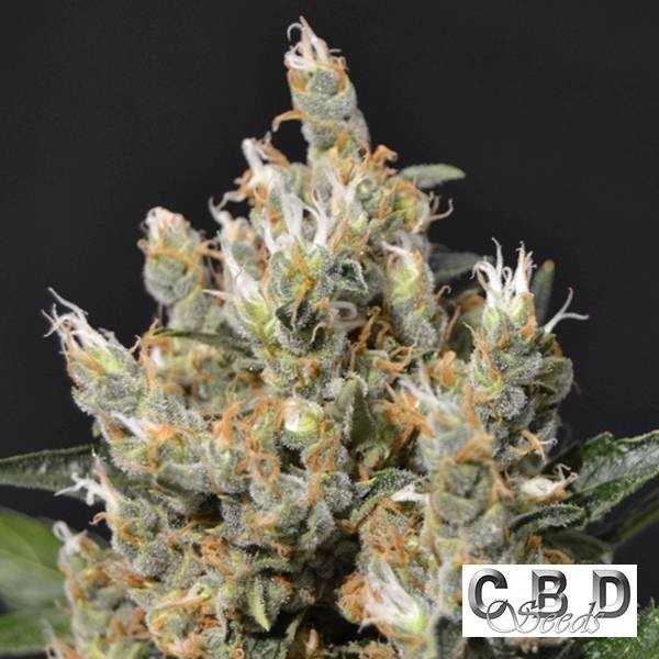 Kali cannabis plant
