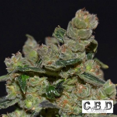 Diesel cannabis plant