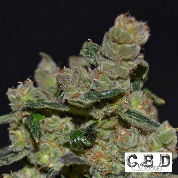 View Diesel cannabis plant