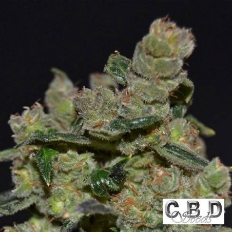 Diesel cannabis plant