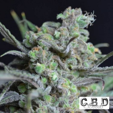 Critical cannabis plant