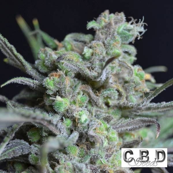 View Critical cannabis plant