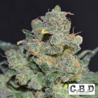 Cheese by CBD Seeds Sativa feminized - GB
