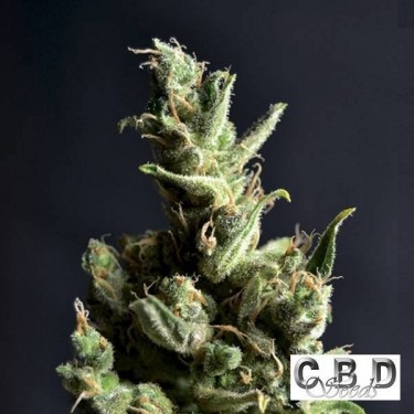 Amnesia 5 by CBD Seeds Sativa feminized - GB