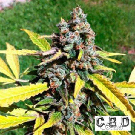 Auto AK cannabis plant