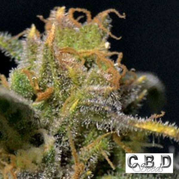 View Auto Northern cannabis plant