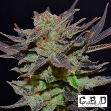 Auto Lavender cannabis plant