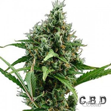 Auto Amnesia 5 cannabis plant