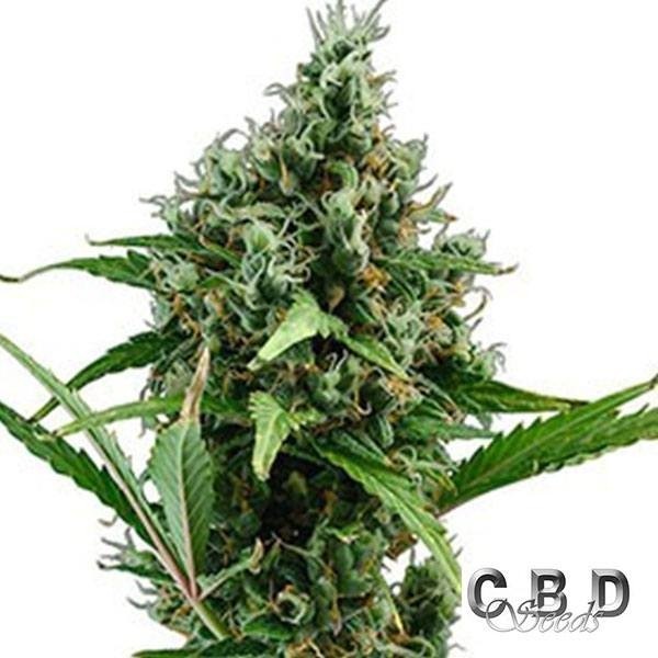 View Auto Amnesia 5 cannabis plant
