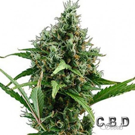 Auto Amnesia 5 cannabis plant