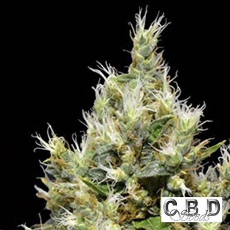 Northern marijuana plant
