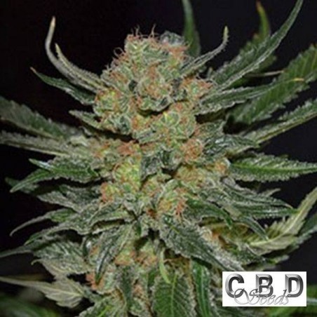Domina cannabis plant