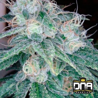 Sour Diesel cannabis plant